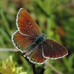 Spanish Argus - Aricia morronensis © Teresa Farino